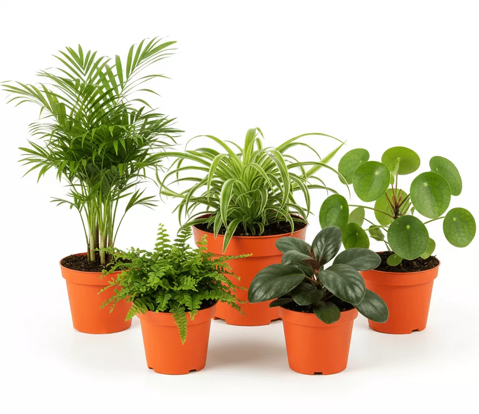 pet safe house plant Monthly Pet-Friendly Plant Subscription Box