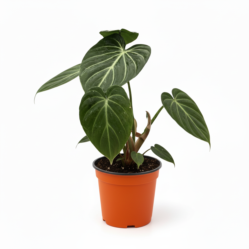 Philodendron Gloriosum Rare Houseplant for Sale | Ships in the