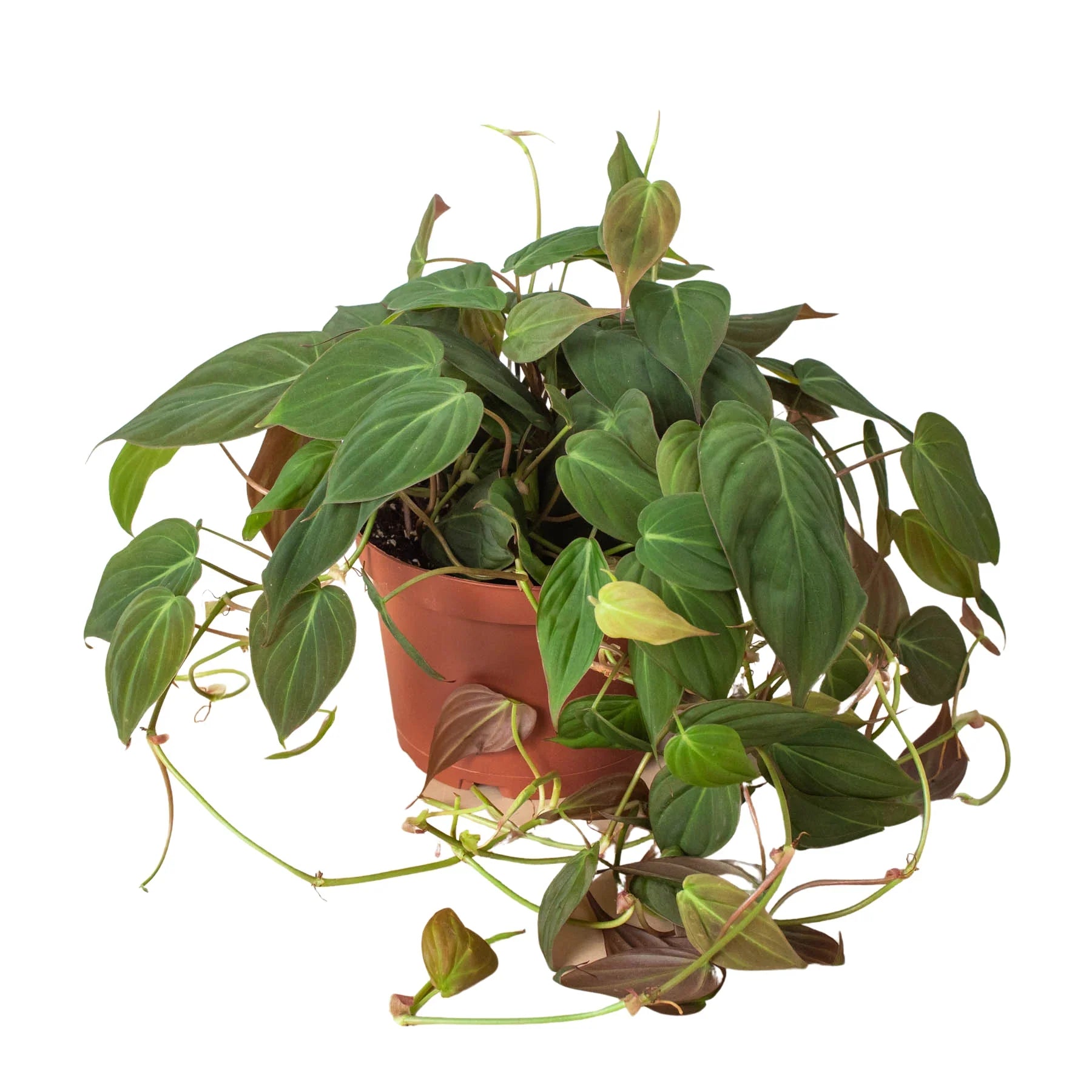 velvet leaf house plants Philodendron Velvet - Philodendron Micans