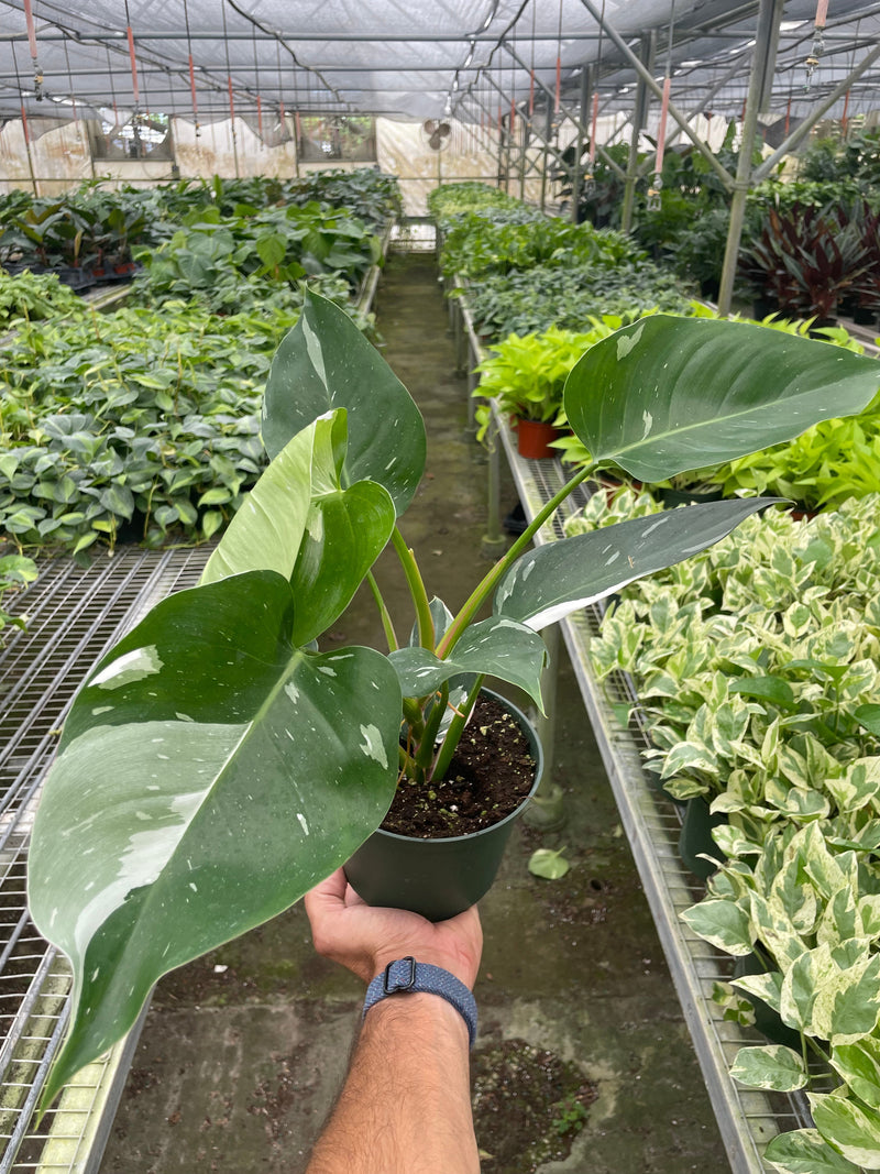 philodendron-white-princess 6inch in nursery