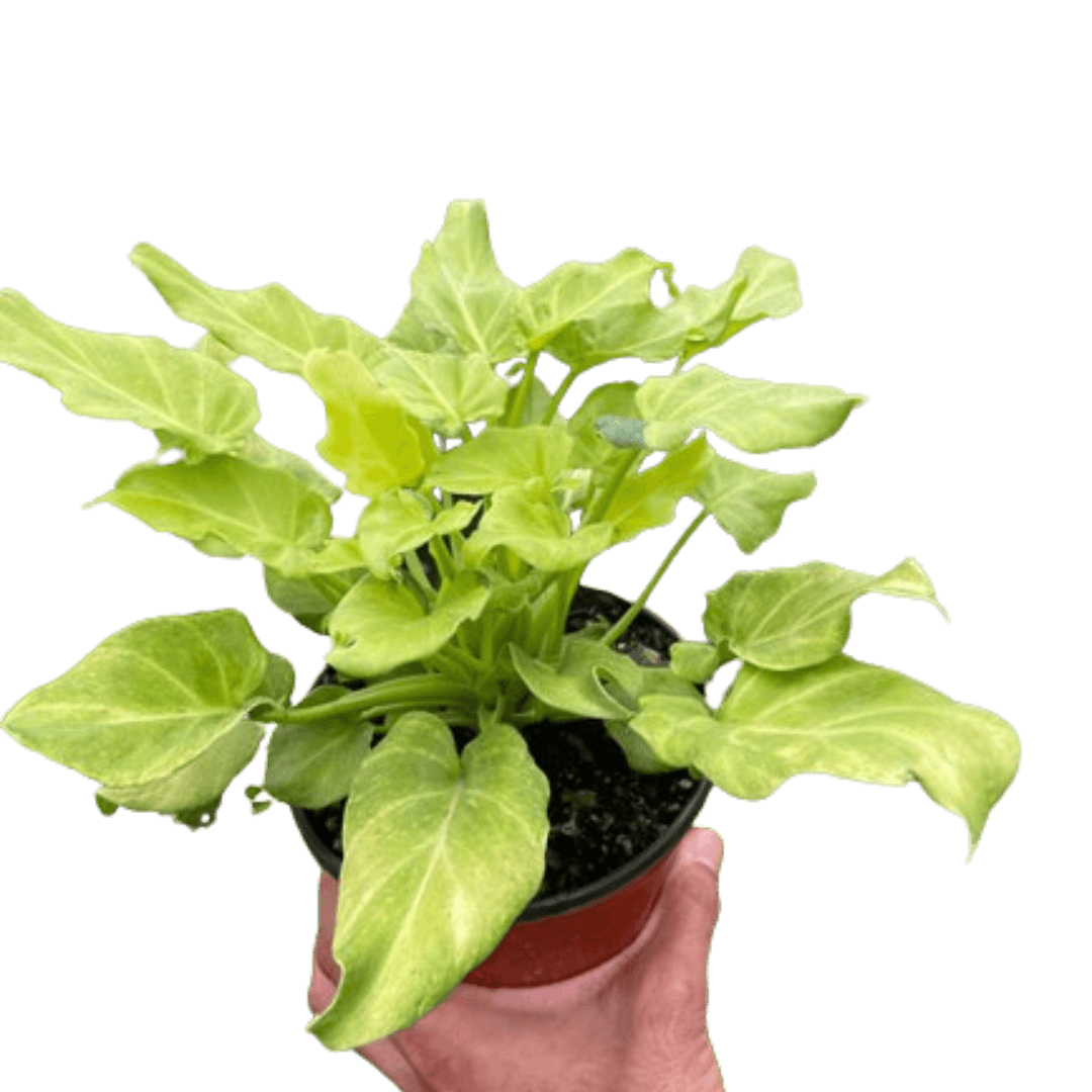 Philodendron Xanadu Variegated | Indoor Houseplant for sale – All