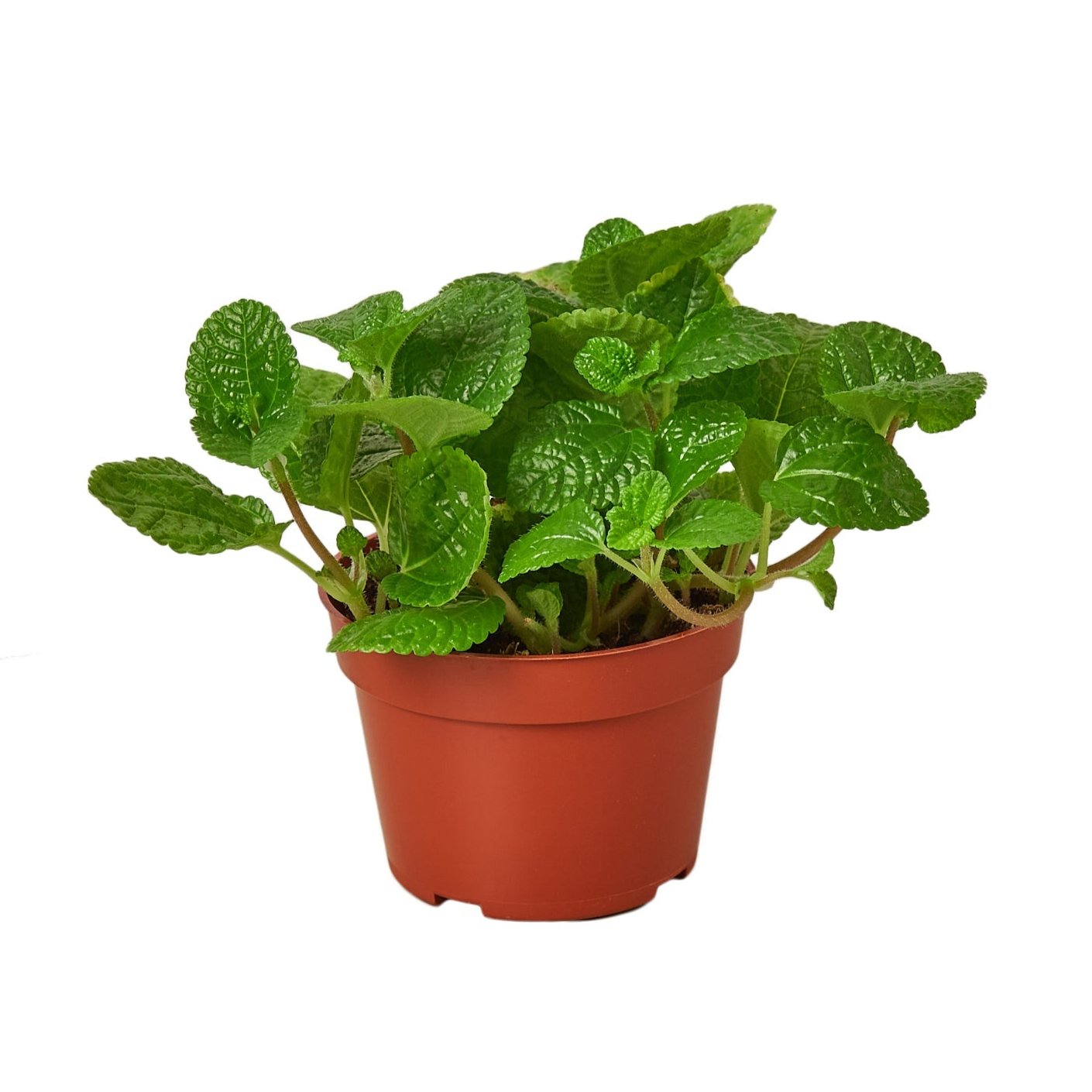 crinkly leaf house plant Pilea Crinkle
