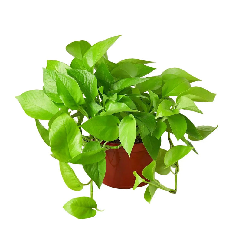 Pothos 'Neon' plant with vibrantly colored chartreuse-yellow leaves in a red pot.