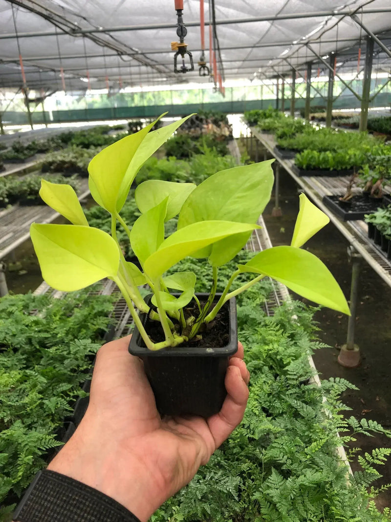 Person holding a Pothos 'Neon' plant in a nursery with vibrant chartreuse-yellow leaves.