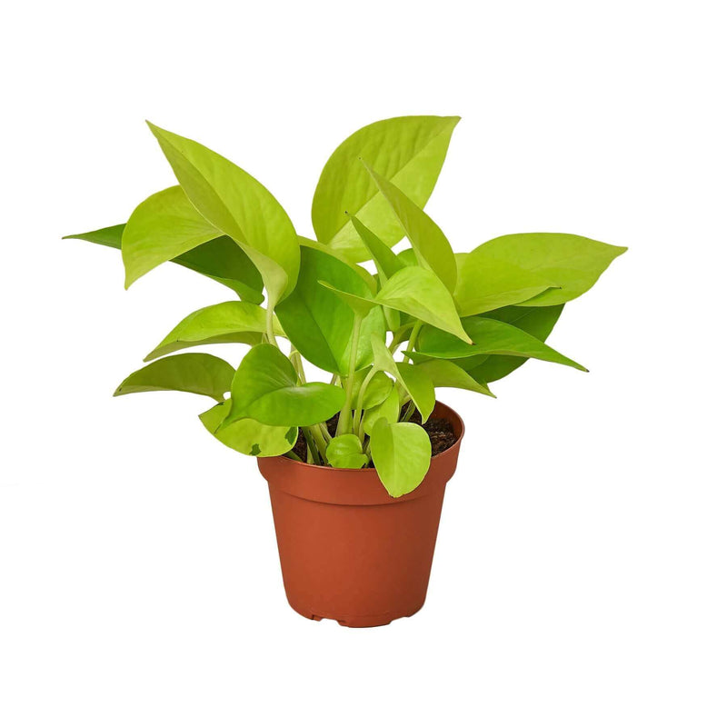 3 Pothos Variety Pack - Air Purifying and Easy Care in a brown pot with lush green leaves.