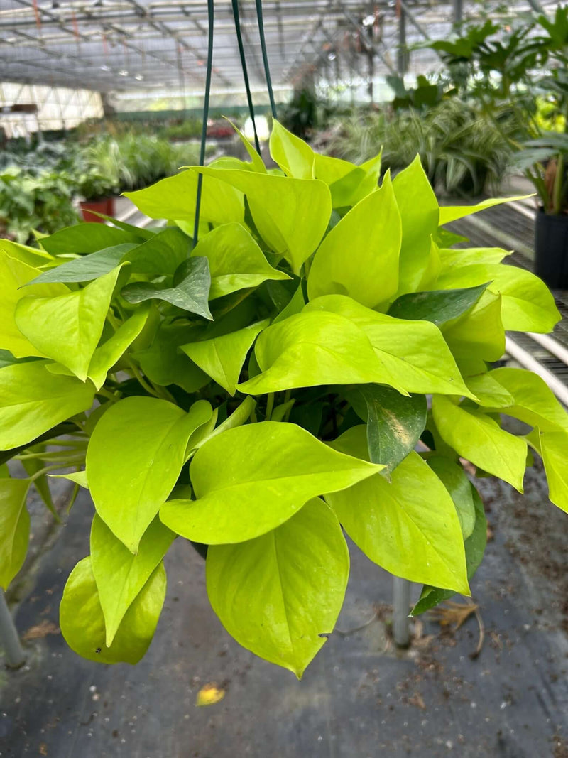 Pothos 'Neon' plant with vibrant chartreuse-yellow leaves in a hanging basket.