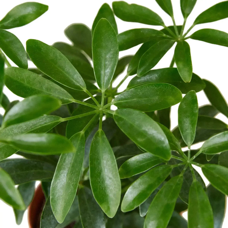 schefflera-arboricola-umbrella leaves closeup | All About Planties