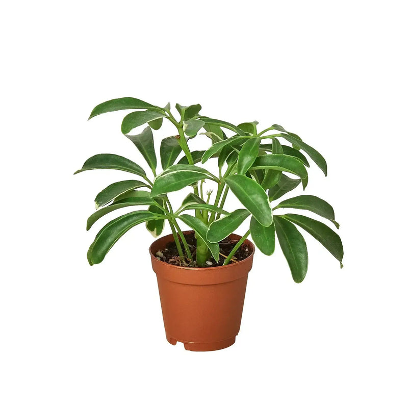 schefflera-arboricola-umbrella 4inch pot | All About Planties