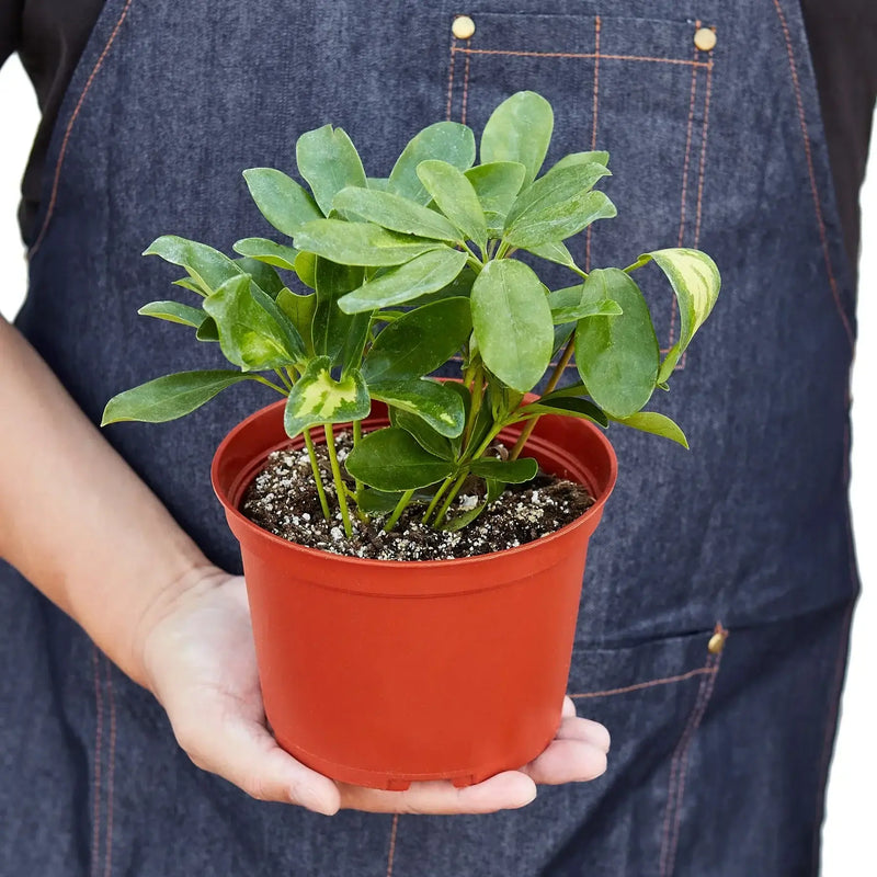 person holding a schefflera-variegated plant 6inch pot