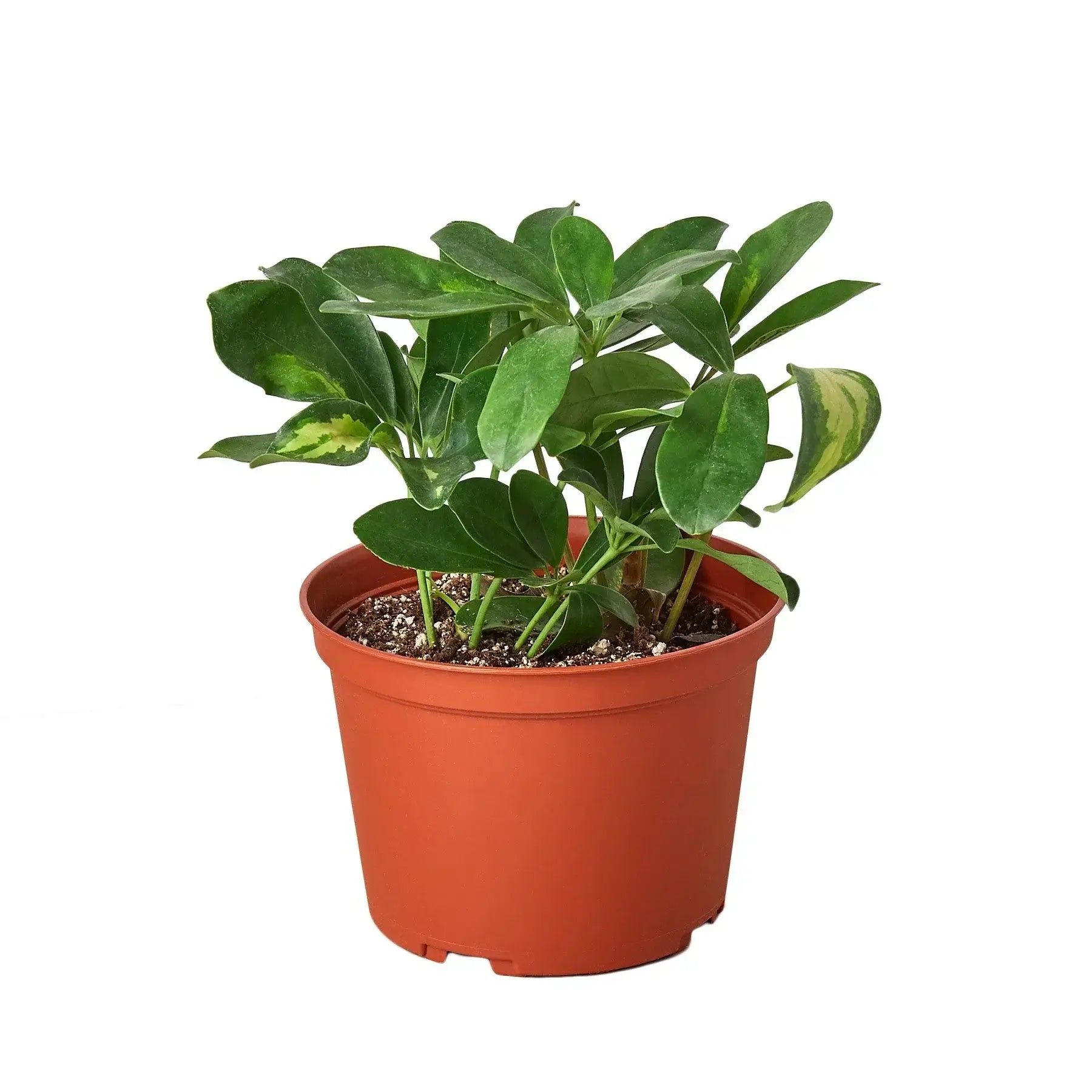 schefflera arboricola variegata care Umbrella Plant – Schefflera Variegated