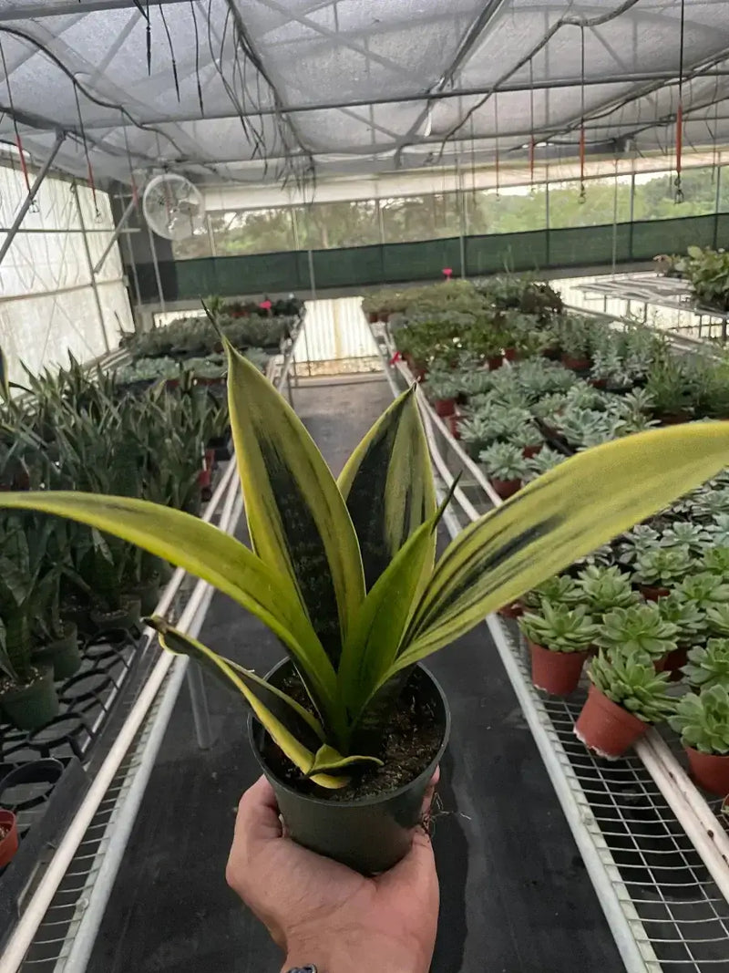 Snake 'Gold Flame' Indoor Plant at All About Planties