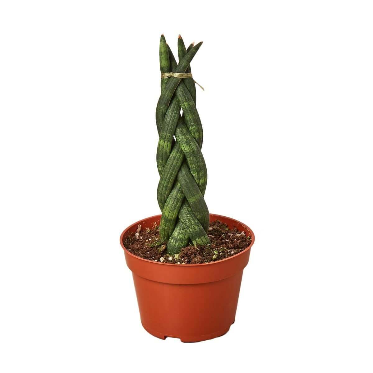 cylindrical snake plant benefits Braided Green Python Snake Plant - Sanseveria - Impossible to Kill!