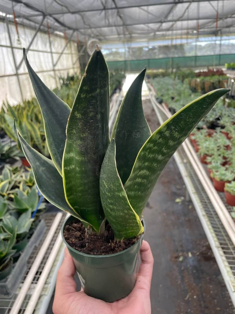Snake Plant Fabi | Fabi Sansevieria Indoor Plants at All About Planties