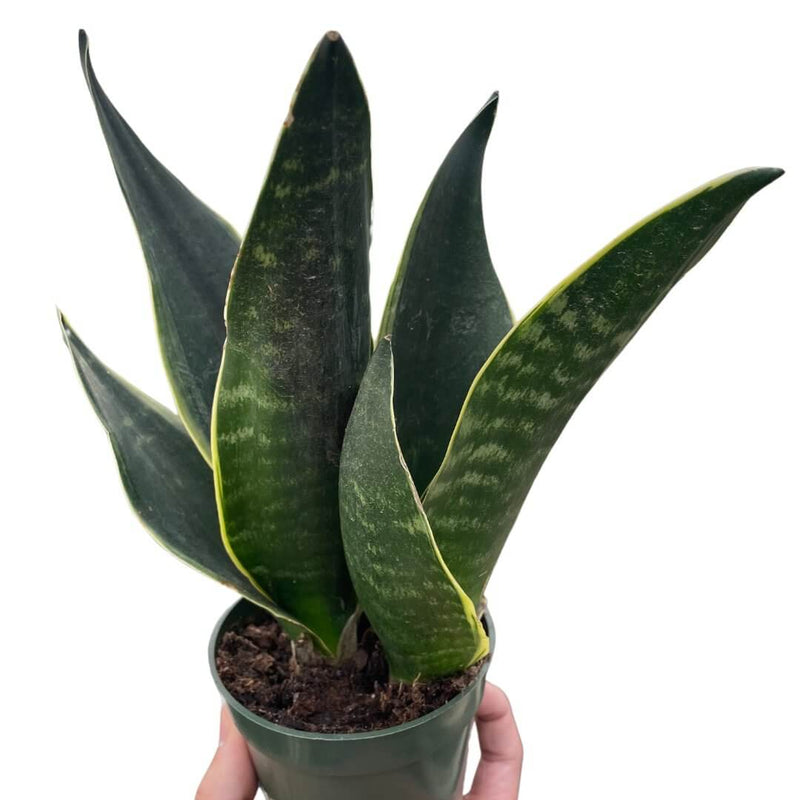 Snake Plant Fabi | Fabi Sansevieria Indoor Plants at All About Planties