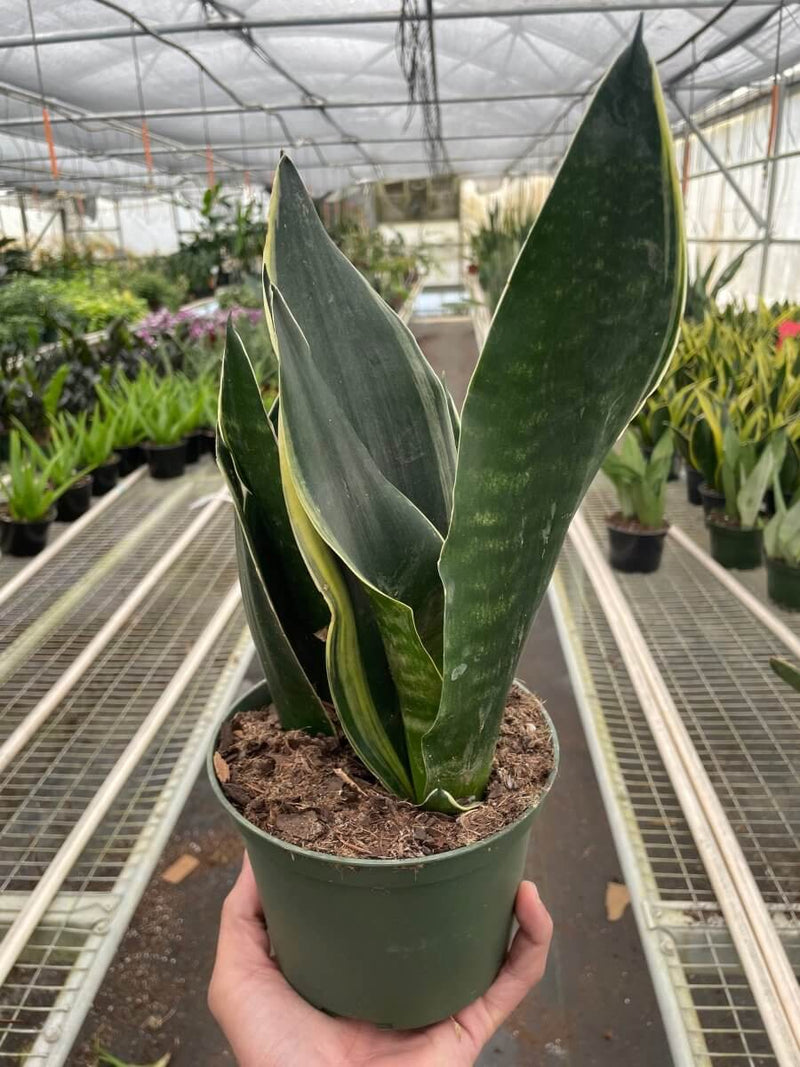 Snake Plant Fabi | Fabi Sansevieria Indoor Plants at All About Planties