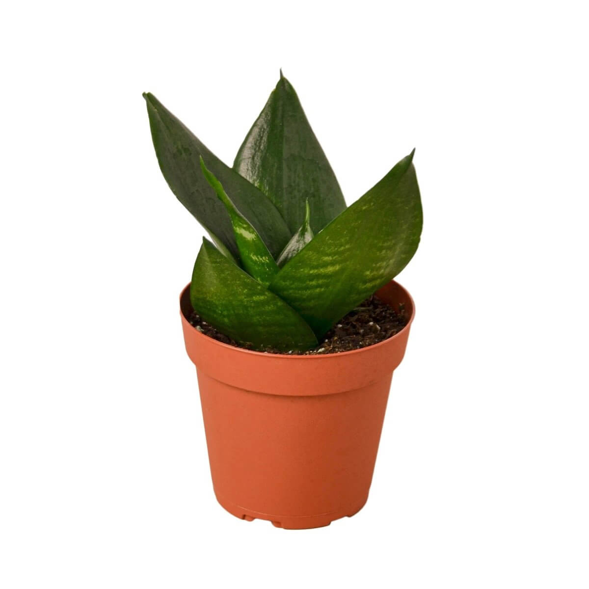 Snake Plant 'Jade' 4" Pot