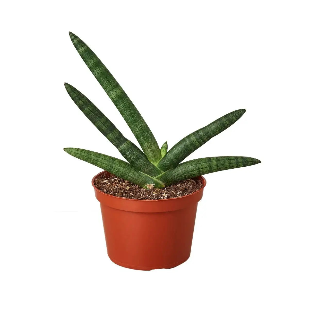cylindrical.snake plant Sansevieria Starfish - Snake Plant