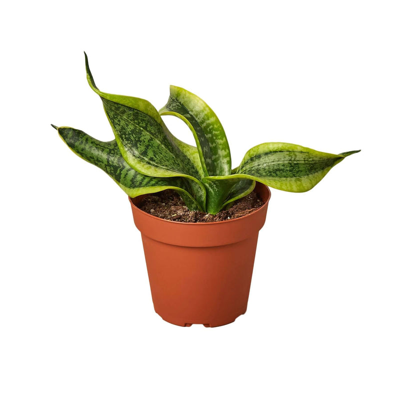 Snake Plant Twist | Twisted Sansevieria Indoor Plants at All About Planties