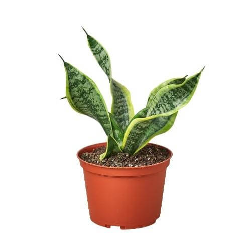 Snake Plant Twist | Twisted Sansevieria Indoor Plants at All About Planties