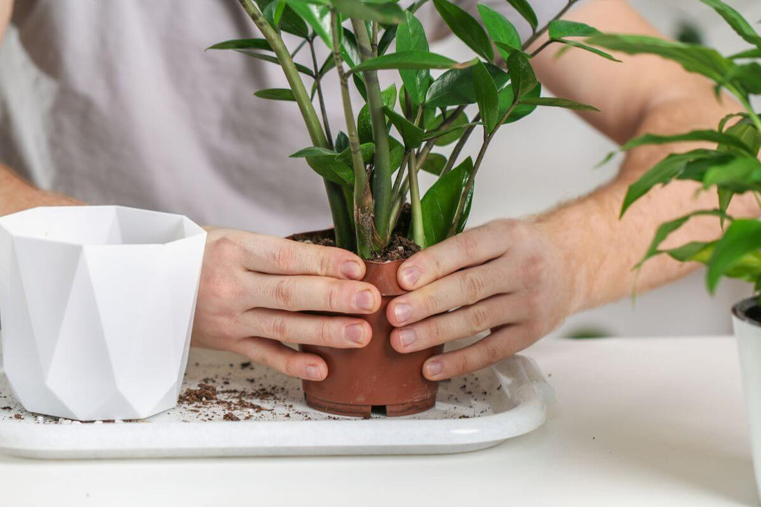 All About Repotting Houseplants: A Complete Guide - All About Planties