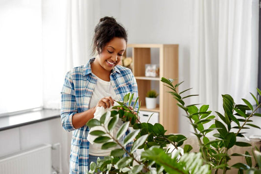 Woman cleaning ZZ plant leaves with a towel | Blog Post | All About Planties