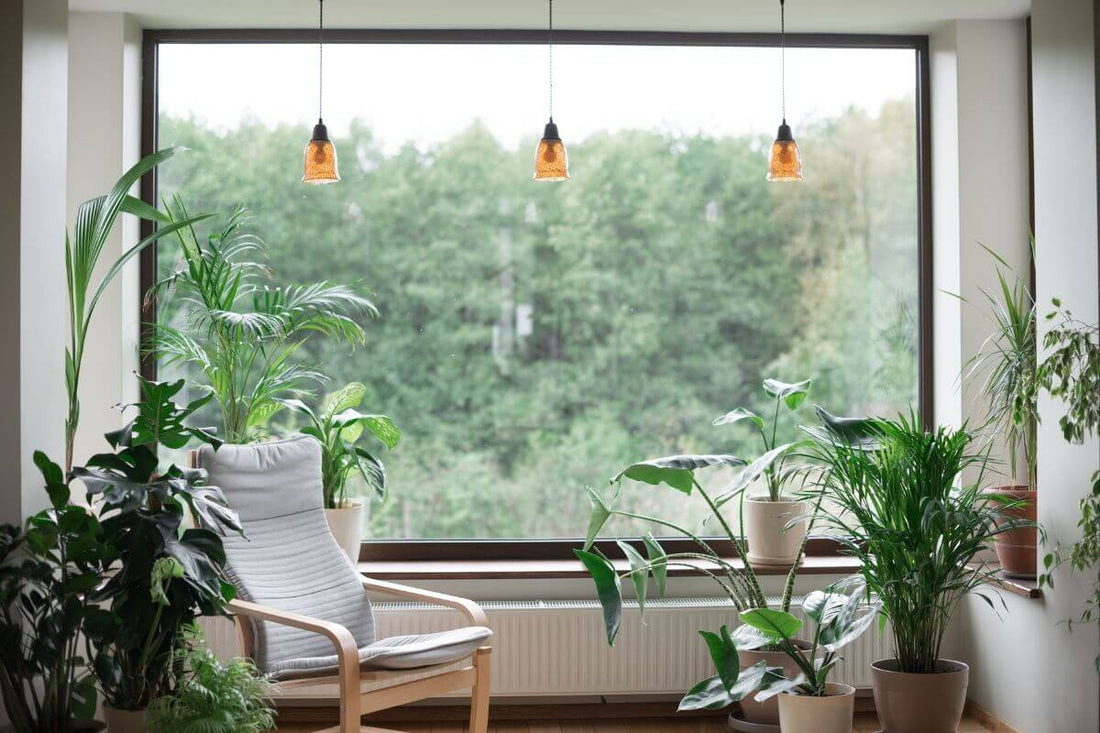 Cozy indoor garden setup with plants near a window