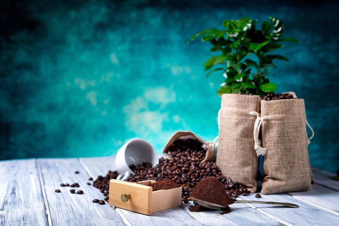 Plantas de interior que aman los posos de café junto a granos y polvo de café en un entorno acogedor.