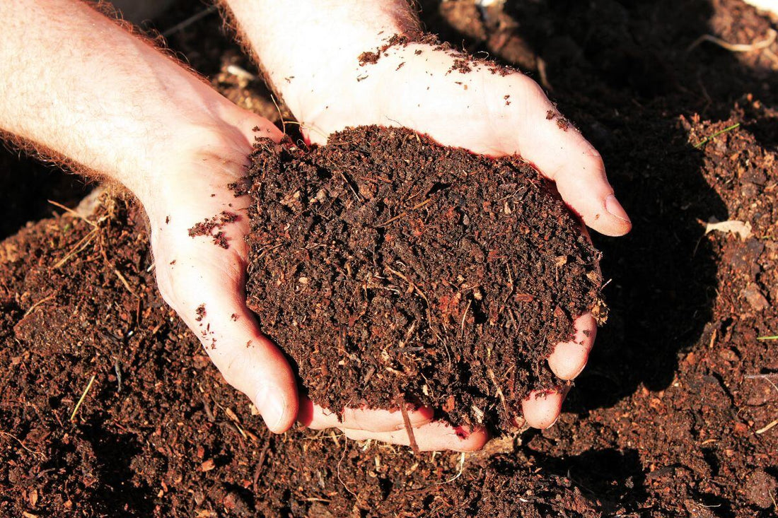 Hands holding compost, a natural fertilizer for houseplants