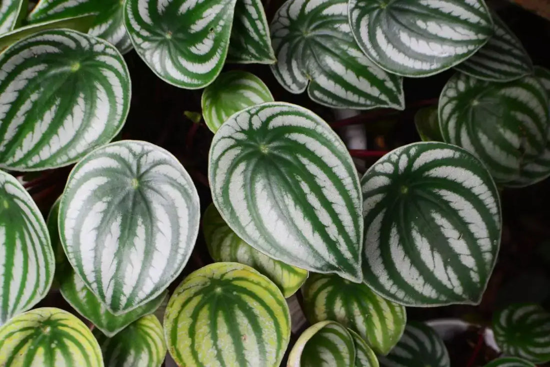 Peperomia Watermelon | Indoor Plant | All About Planties