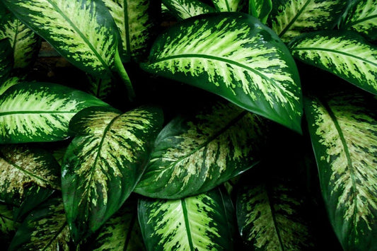 Dieffenbachia plant leaves in low light