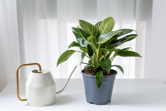 A philodendron plant with a white watering can placed beside it