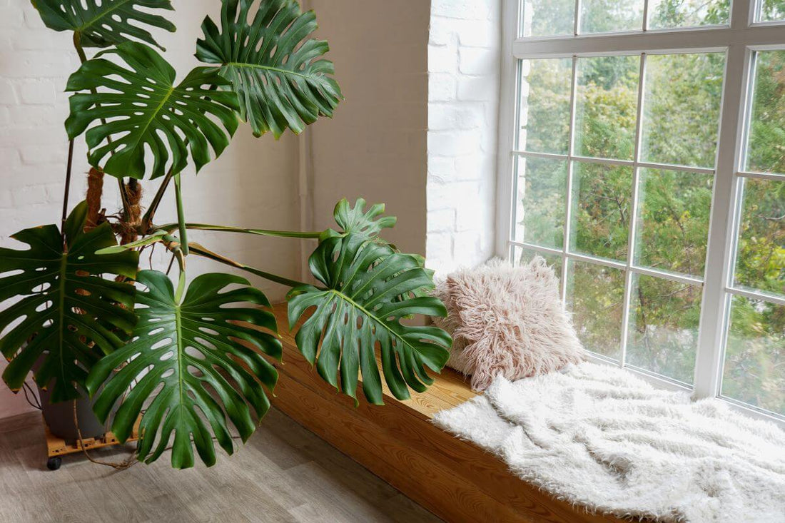 6 Essential Tips for Caring for Indoor Plants in Fall and Winter - All About Planties