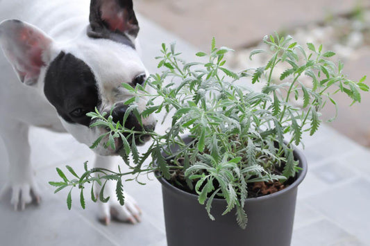 French bulldog sniffing a potted plant indoors, showcasing curiosity about the greenery