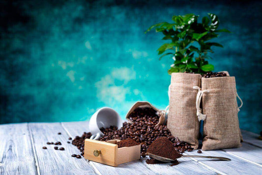 Plantas de interior que aman los posos de café junto a granos y polvo de café en un entorno acogedor.