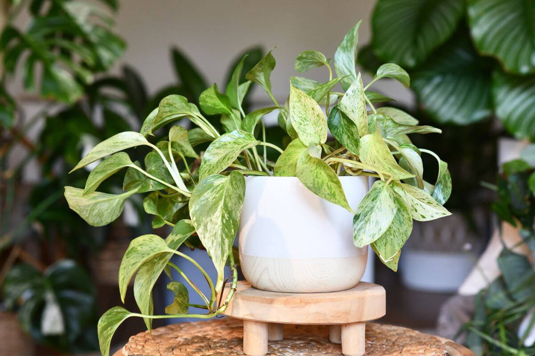 A GOLDEN POTHOS PLANT IN A WHITE POT WITH SOME INDOOR PLANTS IN BACKGROUND