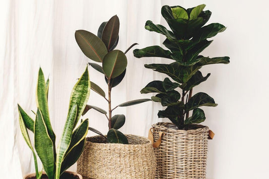 Top 10 Low Maintenance Houseplants for Busy People - All About Planties