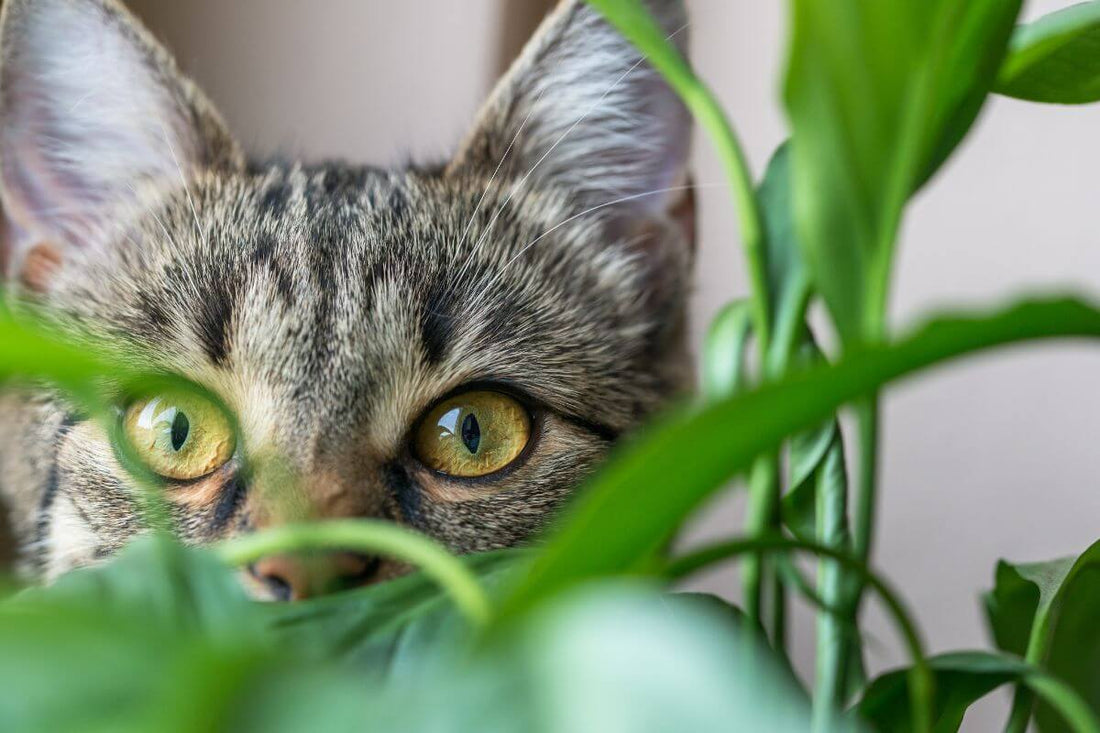 Close-up of a cat's face peeking through green houseplants, showcasing its curious eyes