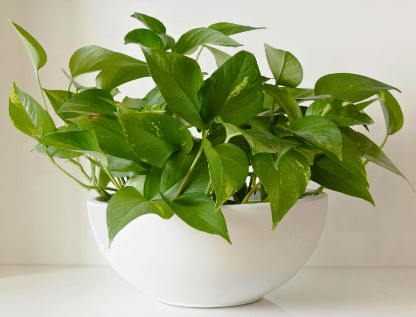 Pothos Plant in a white decorative pot | Indoor Easy Care Plant | All About Planties