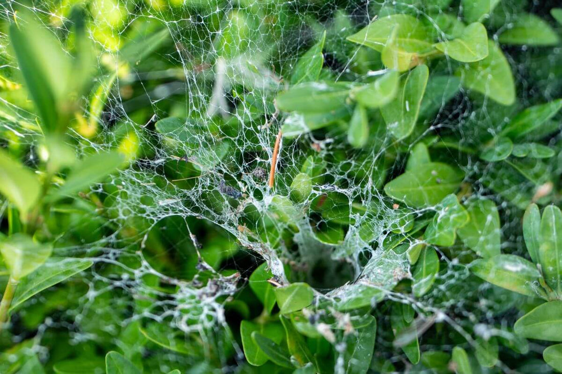 Spider mite webbing on indoor plant leaves, indicating a pest infestation