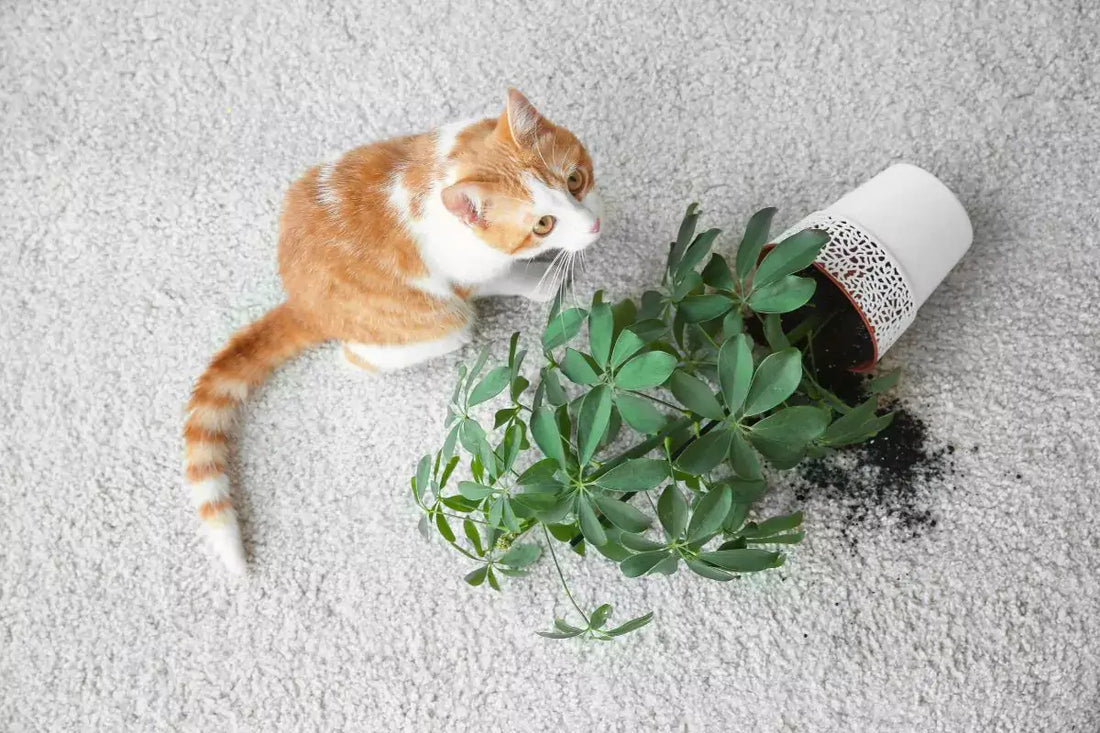 Cat with plant in a white pot over the floor with soil outside