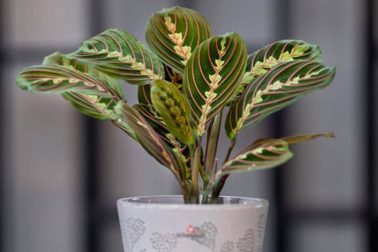 Prayer plant care tips: vibrant green leaves with stunning patterns in a decorative pot.