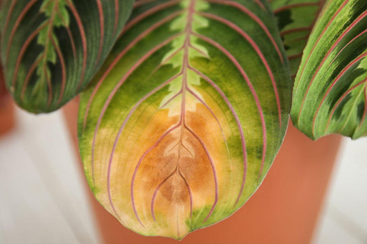 Home plant with leaf blight disease showing brown and yellow spots