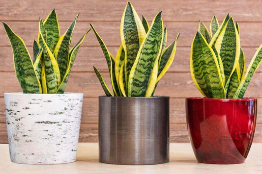 Guia de cuidados de Lengua de Suegra Sansevieria con plantas en diferentes macetas decorativas.