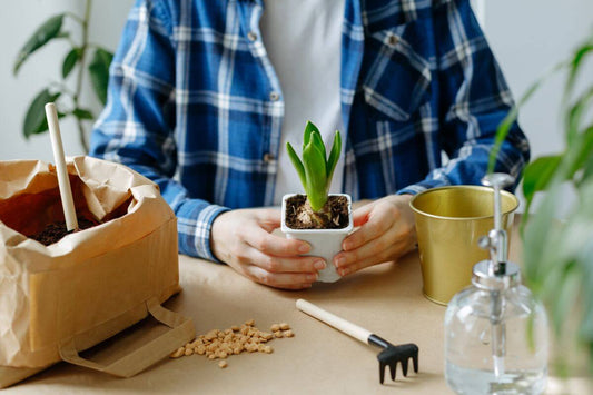 Person holding a houseplant in a small pot, preparing for repotting with tools and soil on the table