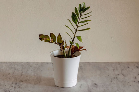 ZZ Plant in white pot with some brown-dry leaves