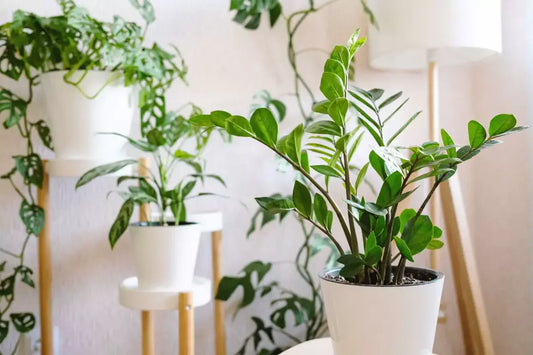 Fast-growing indoor plants in stylish pots enhancing a modern home interior with greenery.