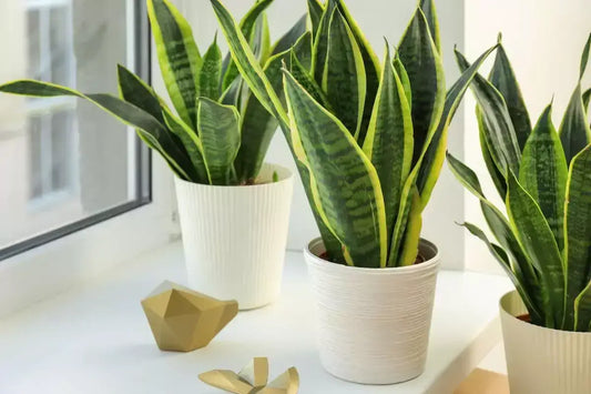 Elegant Snake Plants Selection in white decorative pots near windows