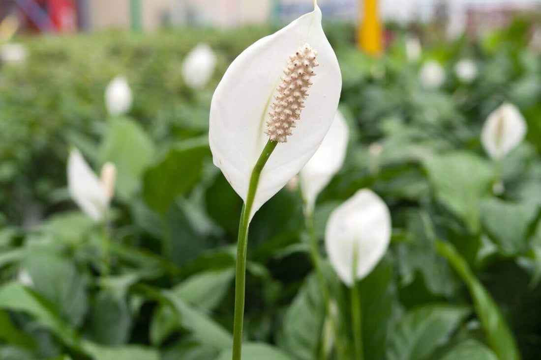 Hermosa planta de lirio de la paz en un jardín, ideal para aprender sobre el cuidado de lirio de la paz.