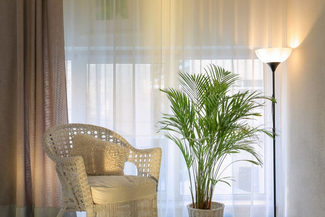 A healthy indoor plant by a window with natural light