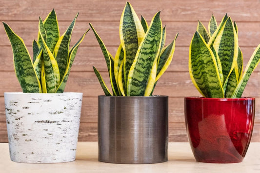 Snake Plant varieties for home and office by All About Planties